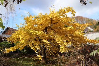 Ginkgo biloba 'Pragensis'- jinan dvoulaločný 'Pragensis'- celek podzim
